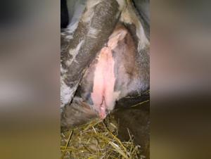 濡れた牛のマンコ