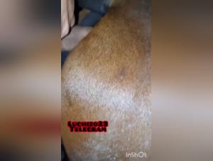 La Perra Chupa a Su Perro: Vídeo Mare Hardcore