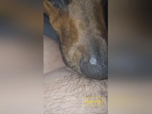 Licking Obsessive : Chien Baise Fille Sauvagement