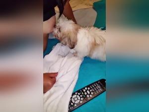 Leche Perros