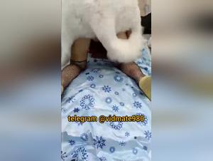 baise chien chinoise