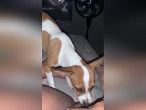 Donna e cane porno