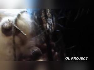 Bodil Joensen: Bestiale Scoperta