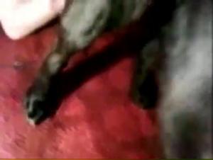 Wild Dog Bangs Girl: JUCE OF TAISON