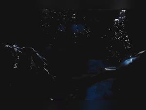 Cow Deep Fucks, Dolphin Part