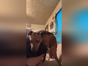 Dog Fucks Woman Wild