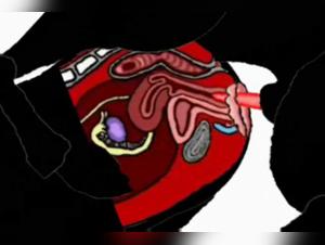 Compilation Sessualità Cane Donna - Proibito