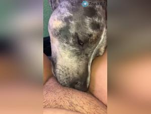 Dog Sexo Estremo: Troia Succi il Cane
