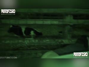 Kerstin Ks Dog Sex Videos Extreme