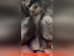 tierischer knoten : hundekunnst vollmacht