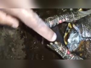 Pakistani Meeresschildkröte Vergewaltigung