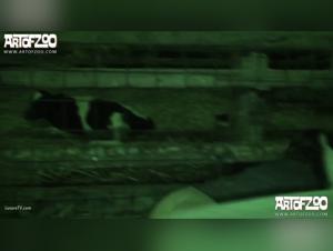 Kerstin Fucks Dog, Horse, Pig - Hardcore XXX