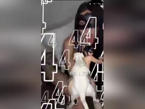 Sexo Perro Vivo PMV - Mujeres Feroz