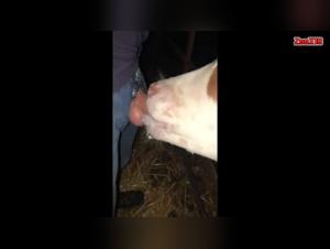Beastly Play: Calf, Blowjob, And Release