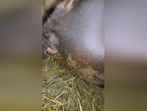 Salope baise chien vidéo XXX