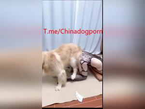 chinesa amateur sexo canina casero