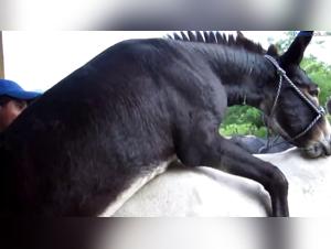 Donna violentata da un cavallo