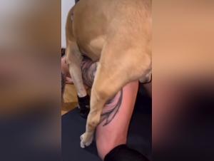 Perro viola mujer salvaje