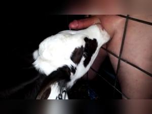 Shemale Dog Fucks - Extreme XXX Vol. 1