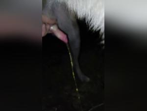 Salope baise chien piss