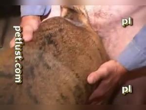 Puttana Succi il Cane Parte 2 - Video XXX Estreme