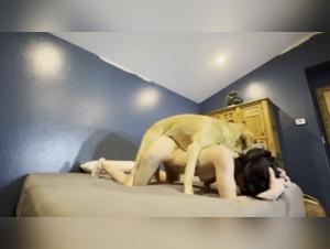 junge amateur hund beizie intensiv