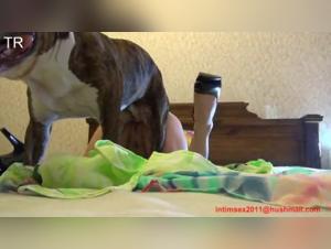 Salope baise chien hjemme