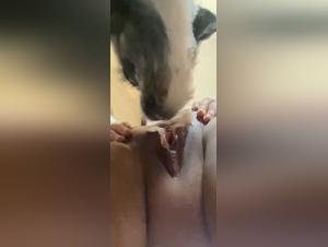 hund sex, junge tierisch
