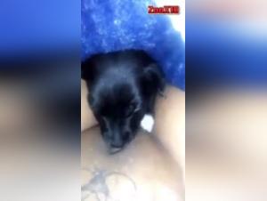 Züchtige Schlampe & Hund Sex 2 - Ekstrem