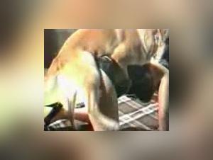 Knotty:  Prostituta y su perro - escena explícita