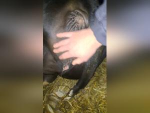 Salope baisée par vache,  extreme