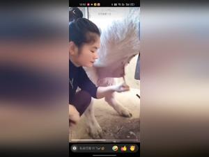 Cochon Défonce Chinoise