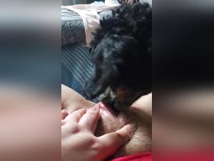 sesso con cani bestiali