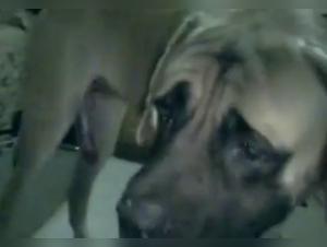 Meuf baise chien vidéo amateur