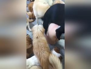 donne sesso con cani, eccessi selvaggi