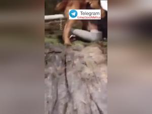 Kinesisk Flicka Sex med Hund Del 1