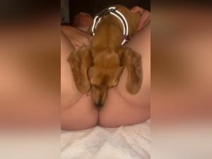 Dog Licked Pussy Deeply