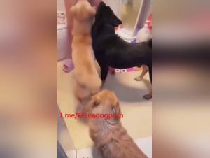 locura canina asiática: sesiones porno animales extremas