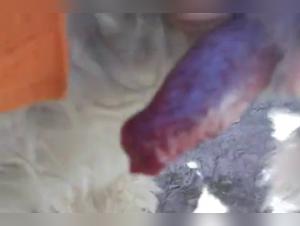 Asian Doggy Orgy Extreme Sex Videos