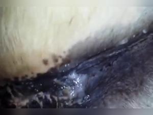 Bitch Gets Dogged - Extreme XXX Videos