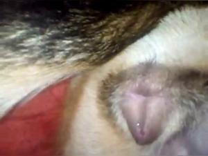 Slut Dog Fucks: Extreme XXX Videos