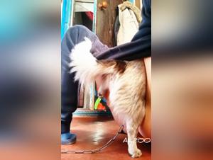 jugendliche wildheit, tierischer lustakt