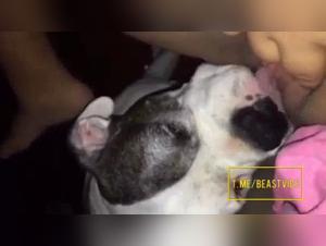 Hundslukande - Ömhet & Skam