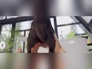 Valentina Irresistible: Perra Con Su Can