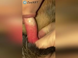 家族の犬と禁じられた喜び