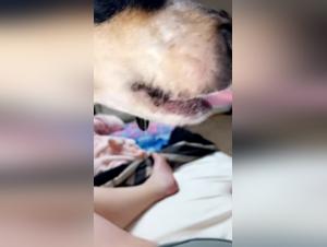 Dog Licks Sluts Intensely