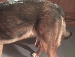 Kvinna och Hund: Hardcore Lust