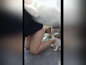 follia canina: sesso animalesco hardcore