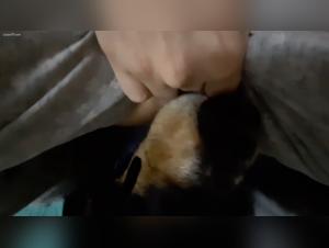 Puta succiata dal cane