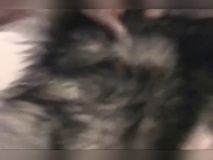 Caledonian KC: First Dog Fuck